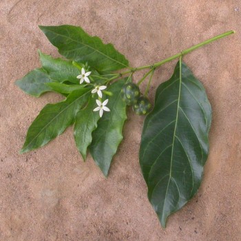 Morinda Lucida